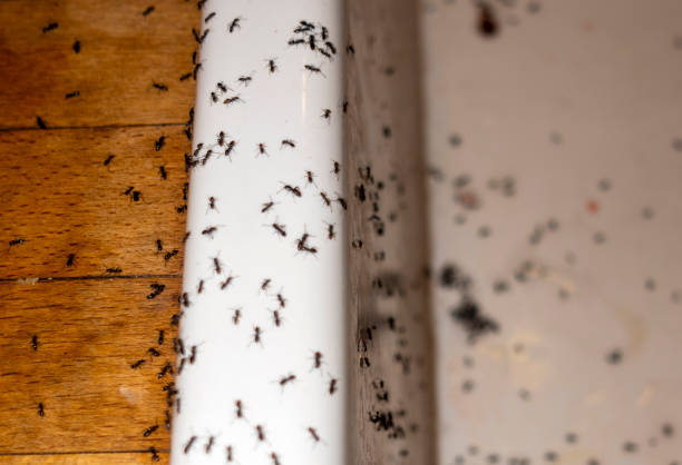 Reliable Livingston, TN Pest Control Solutions